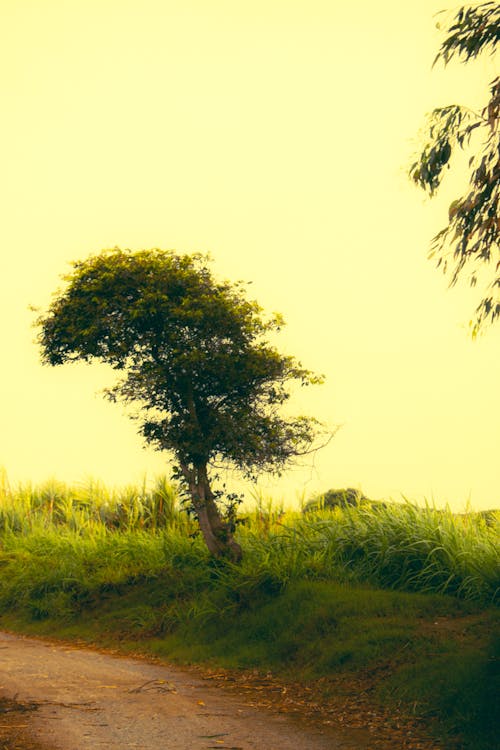 Δωρεάν στοκ φωτογραφιών με μεγάλο δέντρο, πράσινο δέντρο