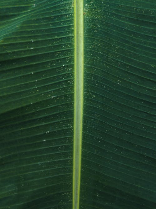 Big, Green Leaf Surface