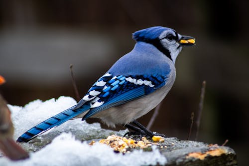 Blue Jay with Food in Snow