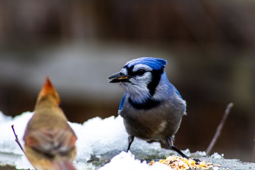 Small Birds with Food in Winter