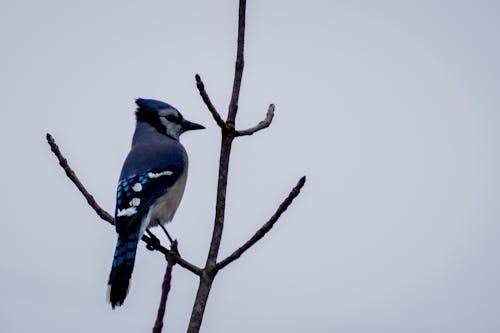 A blue jay perched on a bare tree branch