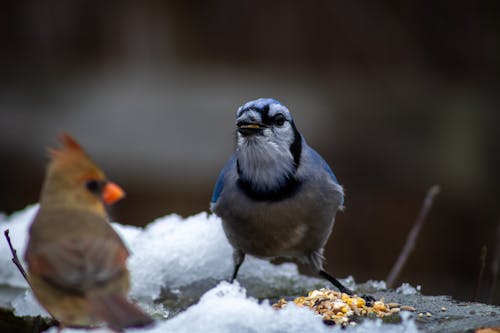 Fotos de stock gratuitas de arrendajo azul, aves, comida