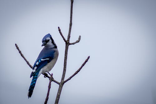 Blue Jay on Bare Branches