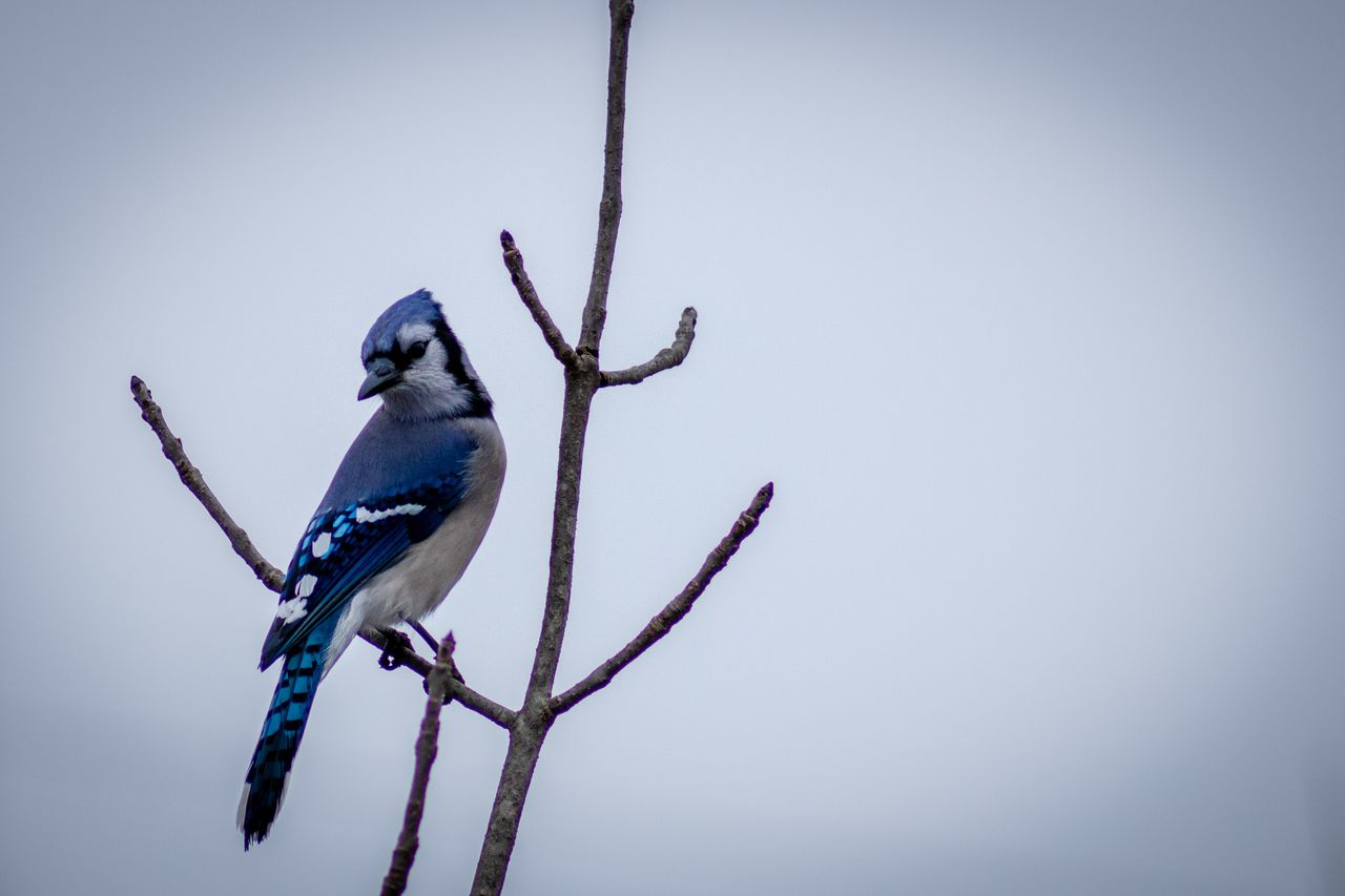 a blue jay bird perched on a bare branch showcasing its vibrant plumag