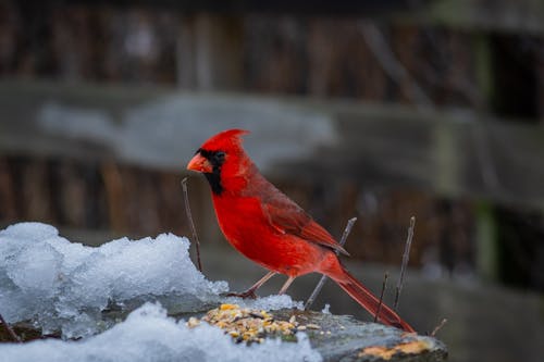 Fotobanka s bezplatnými fotkami na tému červený kardinál, chladný, fotografie zvierat žijúcich vo voľnej prírode