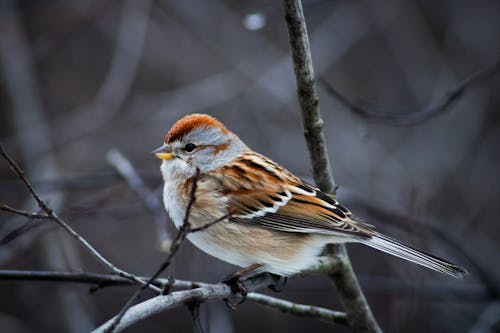 Sparrow on a Tree Branch in Winter 