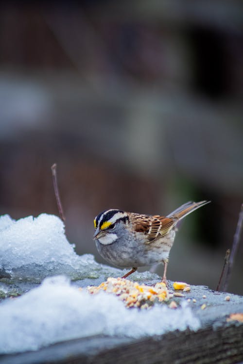 Sparrow in a Forest in Winter 