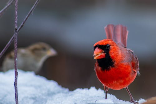 Fotobanka s bezplatnými fotkami na tému červený kardinál, chladný, fotografie zvierat žijúcich vo voľnej prírode