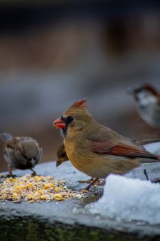 Cardinals feeding on seeds in a snowy landscape, highlighting winter wildlife behavior.