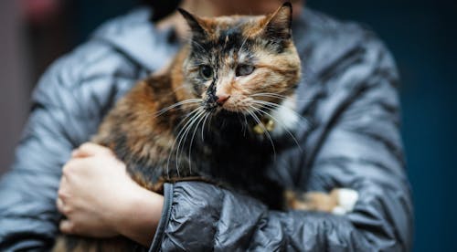 Δωρεάν στοκ φωτογραφιών με γάτες
