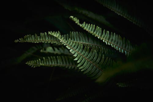 bitki, doğa, eğreltiotu içeren Ücretsiz stok fotoğraf