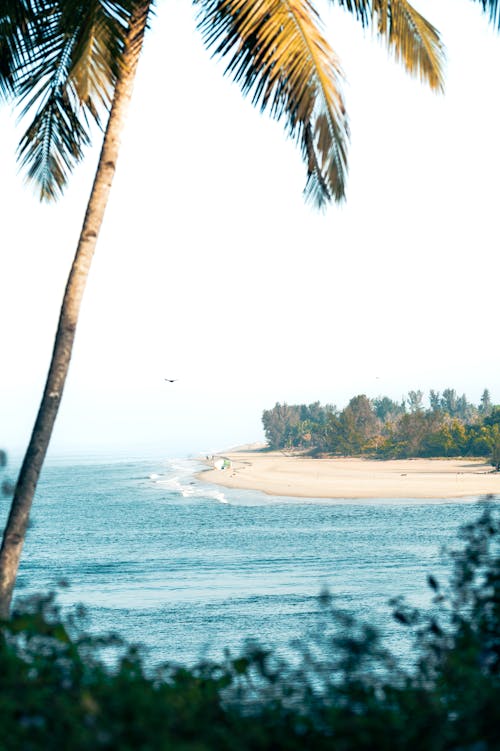 Základová fotografie zdarma na téma moře, palmy, písek