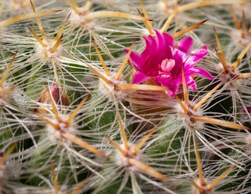 Foto profissional grátis de beleza da natureza, biznaga, bom papel de parede