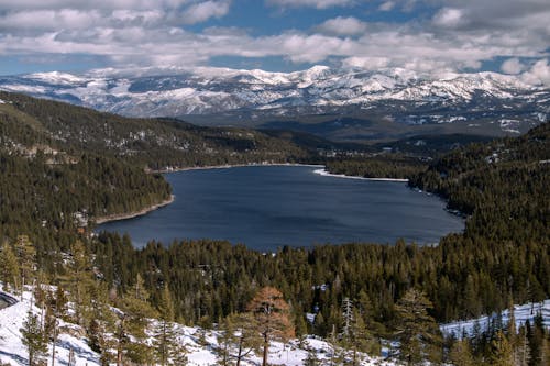 Forest around Lake in Winter