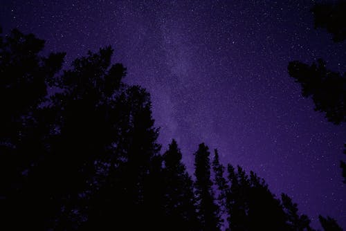 Silhouette of Coniferous Trees at Night 