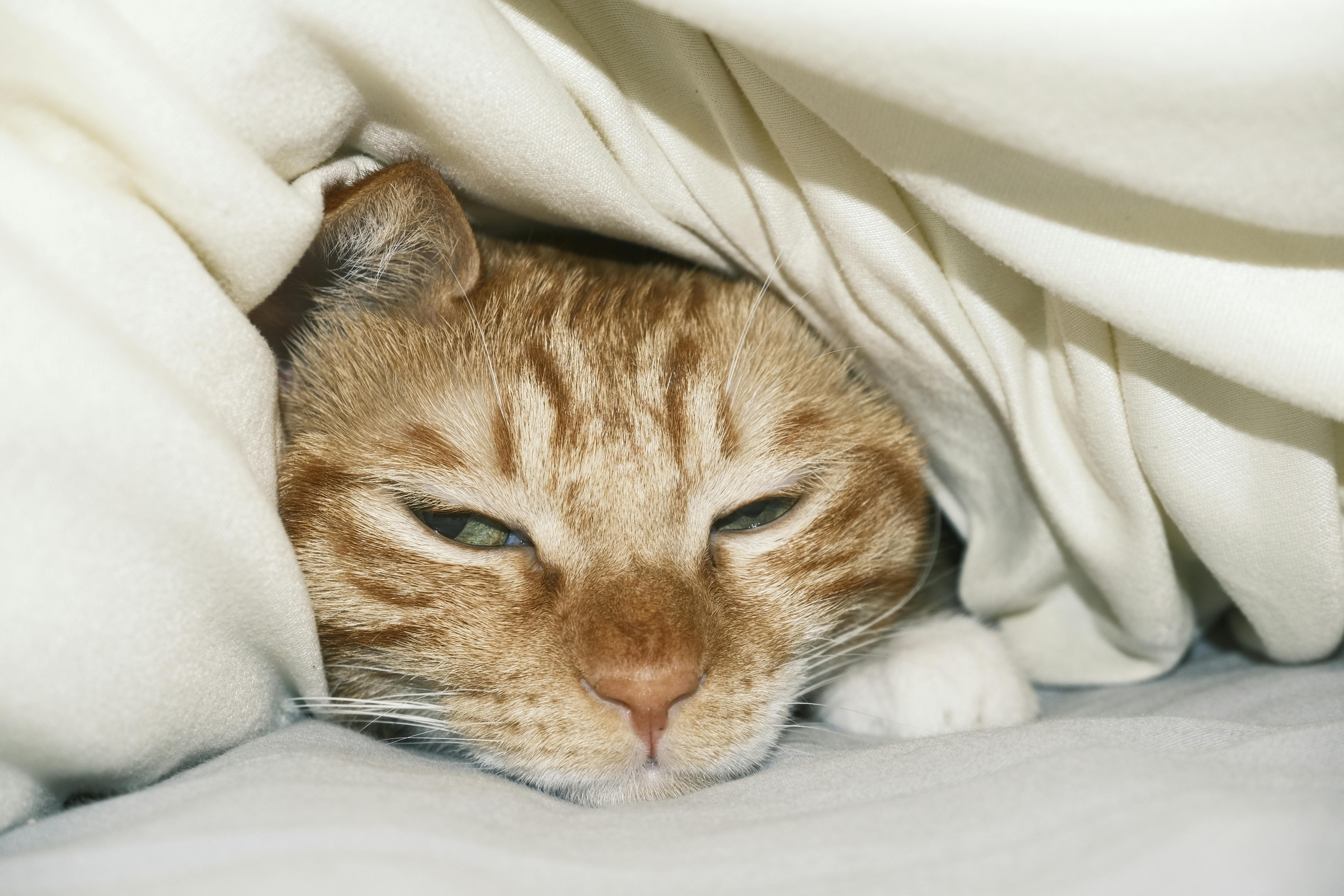 Best Heated Blanket in 2026: Throw, Queen & Washable