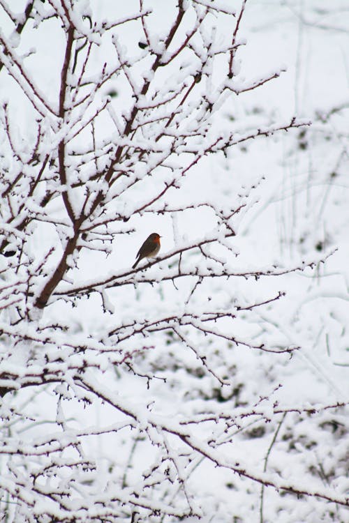 Small Bird on Tree in Winter