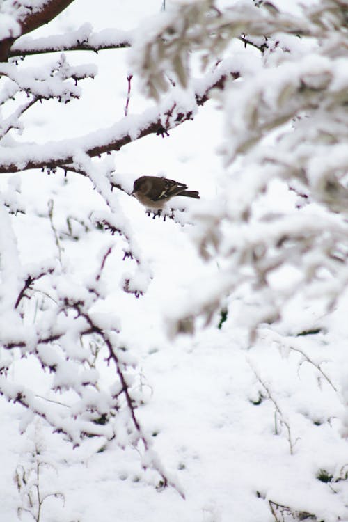 Small Bird on Branches in Snow