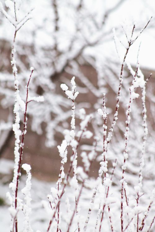 Free Close-up of snow-covered branches during a winter day, showcasing nature's beauty. Stock Photo