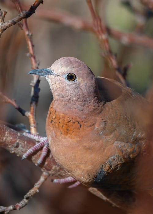 Free laughing-dove-on-tree-branch Stock Photo
