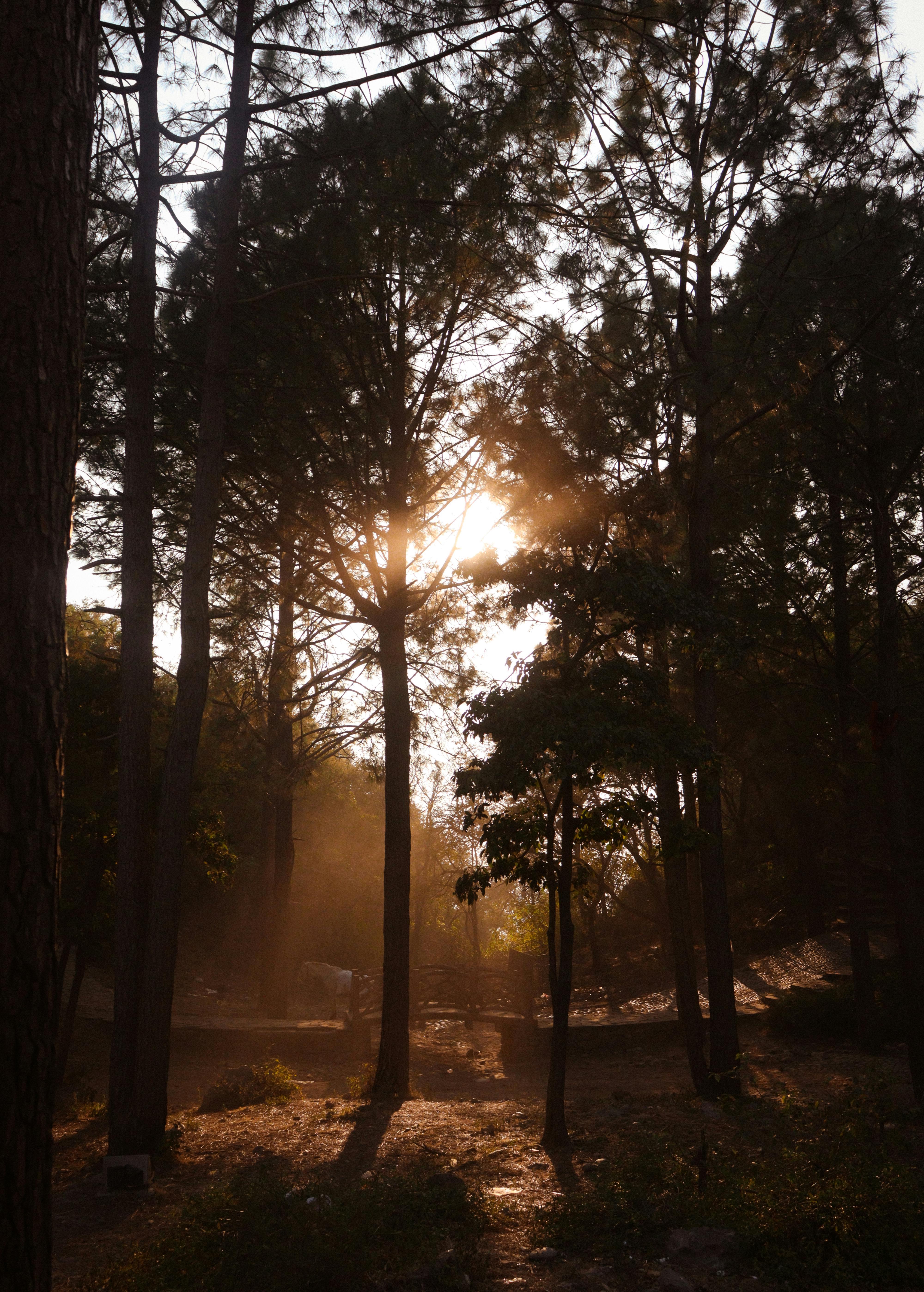 Scenic view of sunlight filtering through tall trees in a forest in Islamabad, Pakistan.