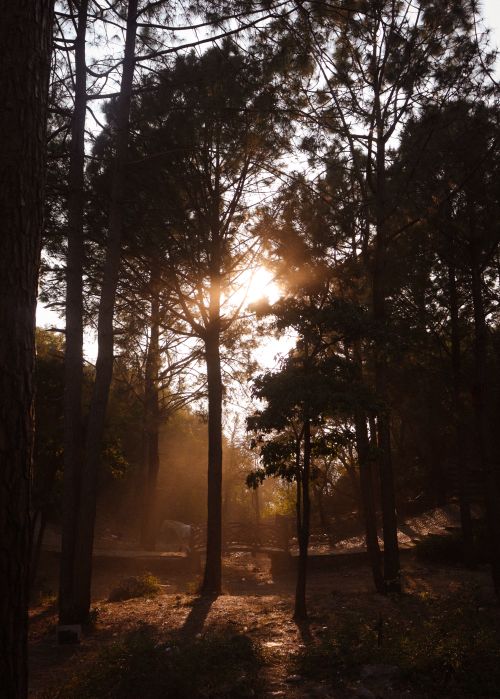 Free Scenic view of sunlight filtering through tall trees in a forest in Islamabad, Pakistan. Stock Photo