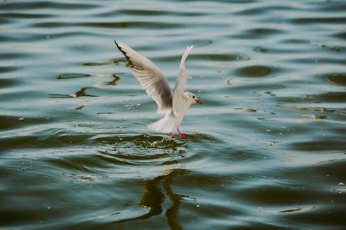 Gull Landing on Lake
