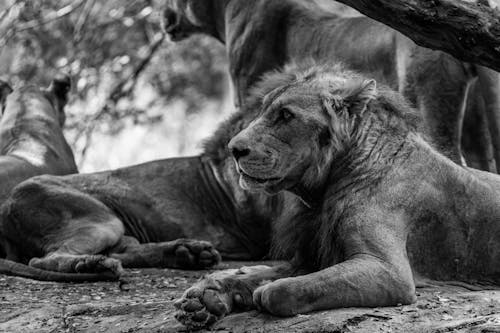 Lioness Lying Down in Black and White