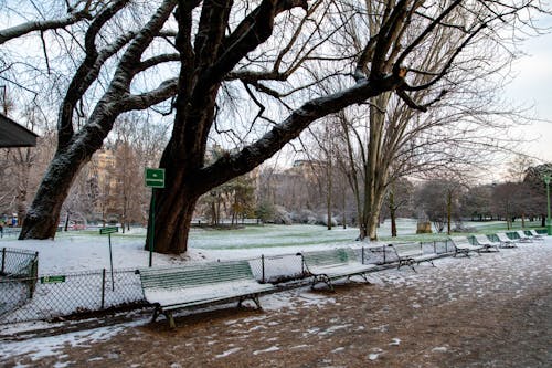 Immagine gratuita di neve, paesaggio, parco monceau
