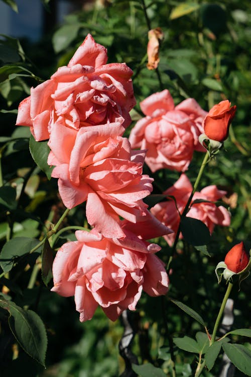 Pink Roses in a Garden