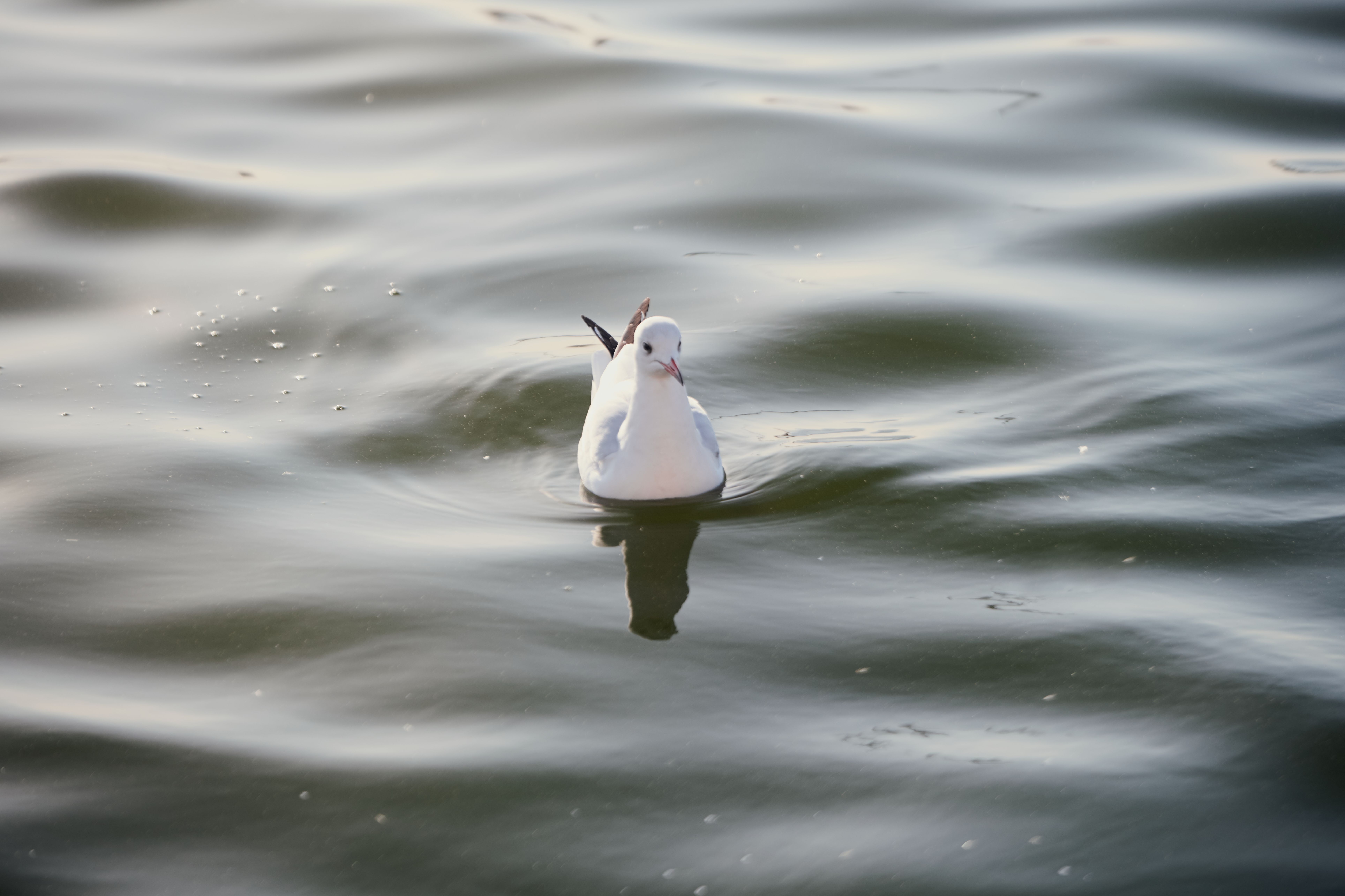 A lone seagull calmly floating on serene waters showcasing natural wildlife beauty.