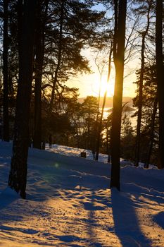 Sunset view through snowy pine trees in Oslo, Norway, with warm light casting shadows.