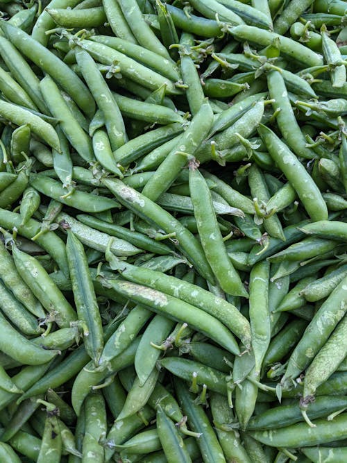 Close up of Snap Peas