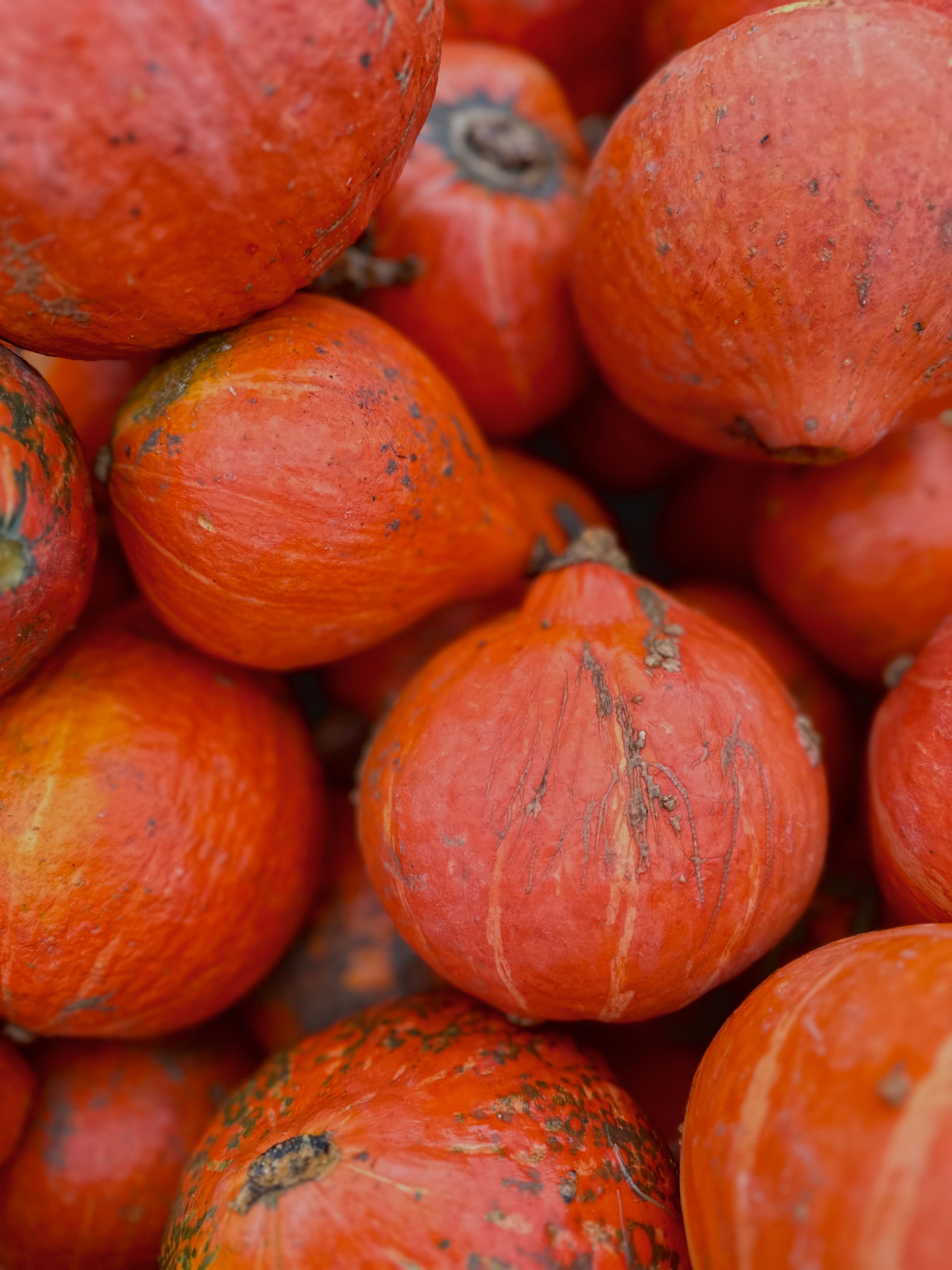 Fotomural Calabazas naranjas orgánicas apiladas en una vibrante escena de cosecha otoñal.