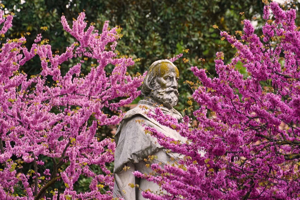 Statuie clasica intre arbusti infloriti, primavara