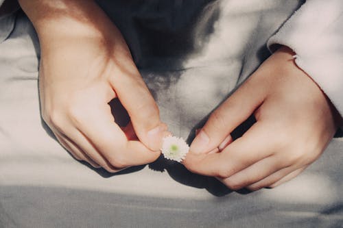 Free Person Holding Flower Stock Photo