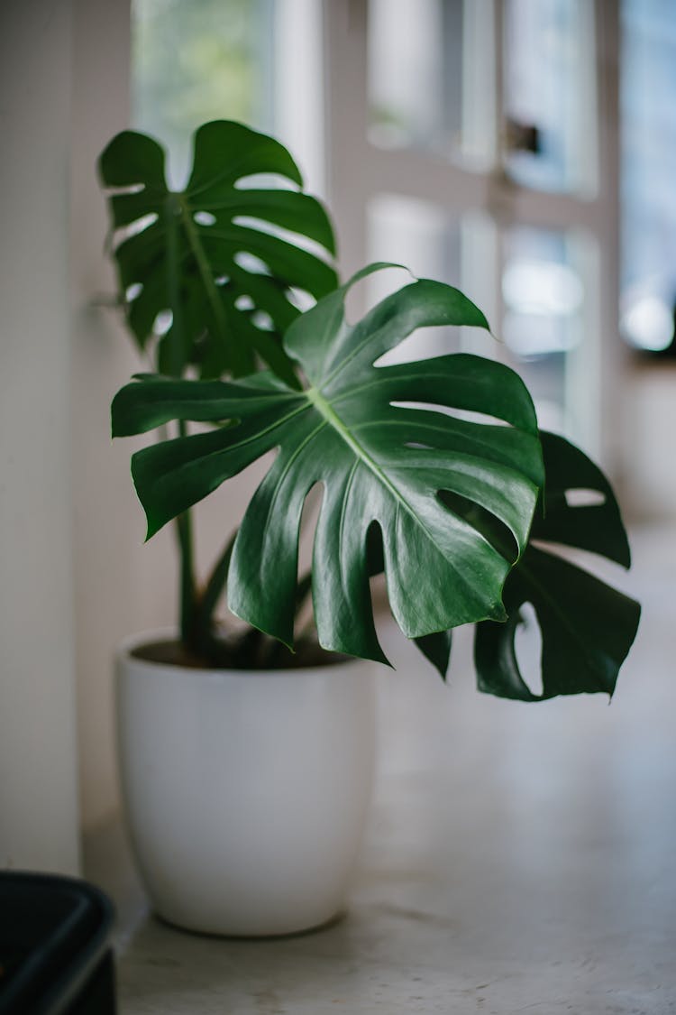 Green Leafed Potted Plant