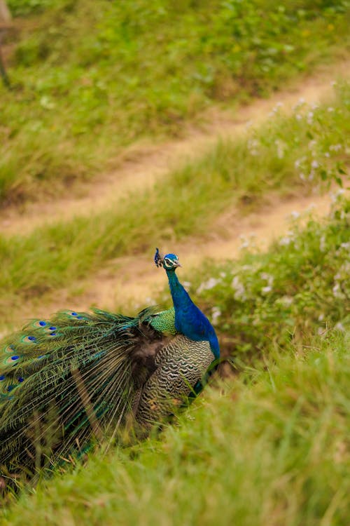 Darmowe zdjęcie z galerii z fotografia przyrodnicza, fotografia zwierzęcia, natura