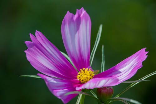 A purple flower with a green stem and yellow center