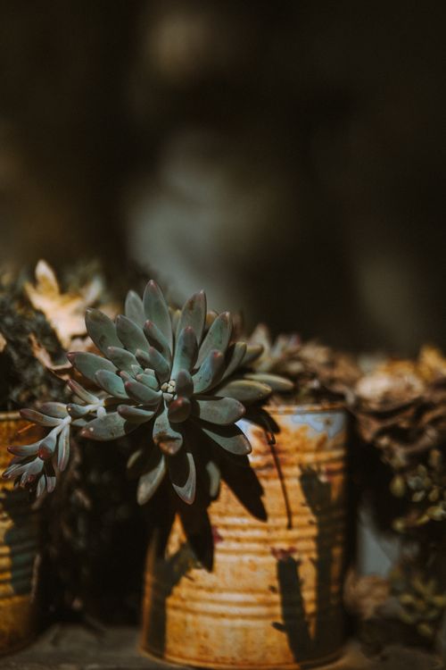Free A vibrant succulent plant growing in a rusty can, captured with dramatic lighting, creating a compelling contrast. Stock Photo