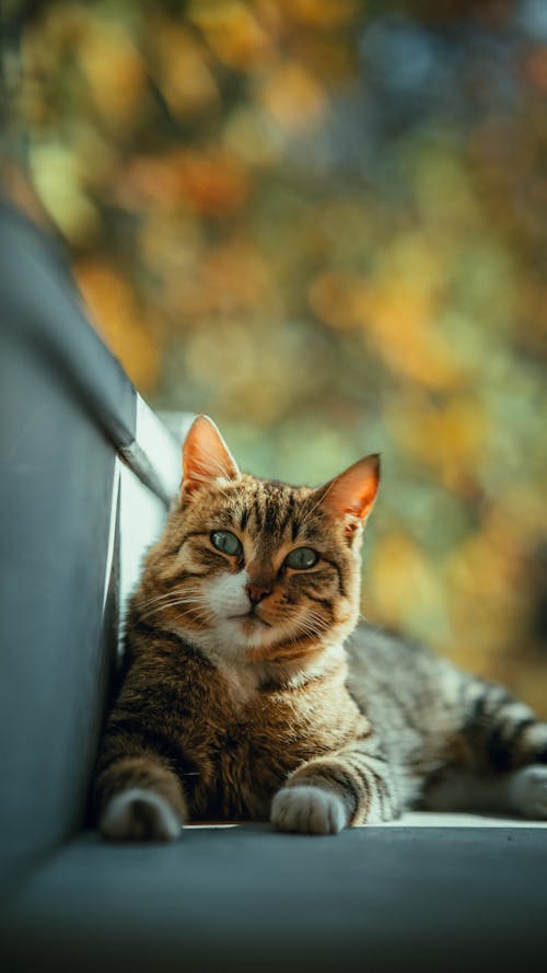 A cat laying on a bench in front of a fall background