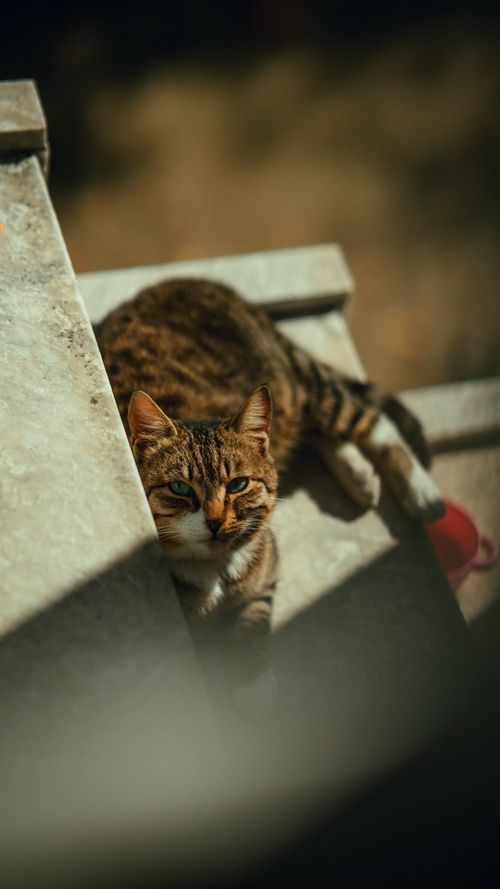 Free A cute striped cat peacefully rests on stone steps, enjoying the warm sunshine outdoors. Stock Photo