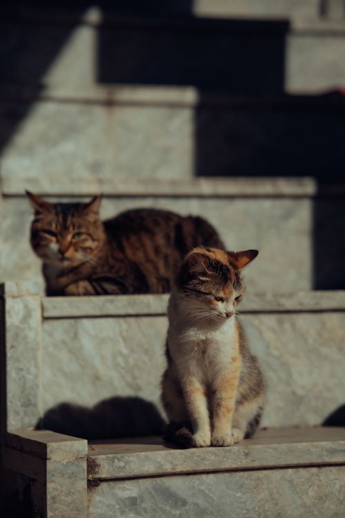 Free Two adorable cats relaxing on sunlit marble stairs, captured in a serene urban setting. Stock Photo