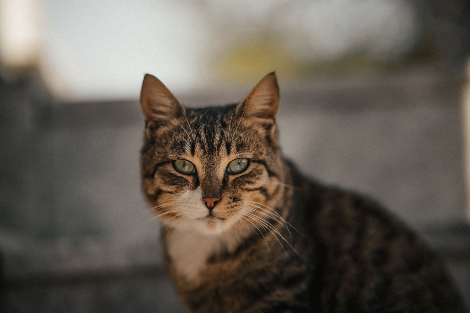 Veterinary care for a cat