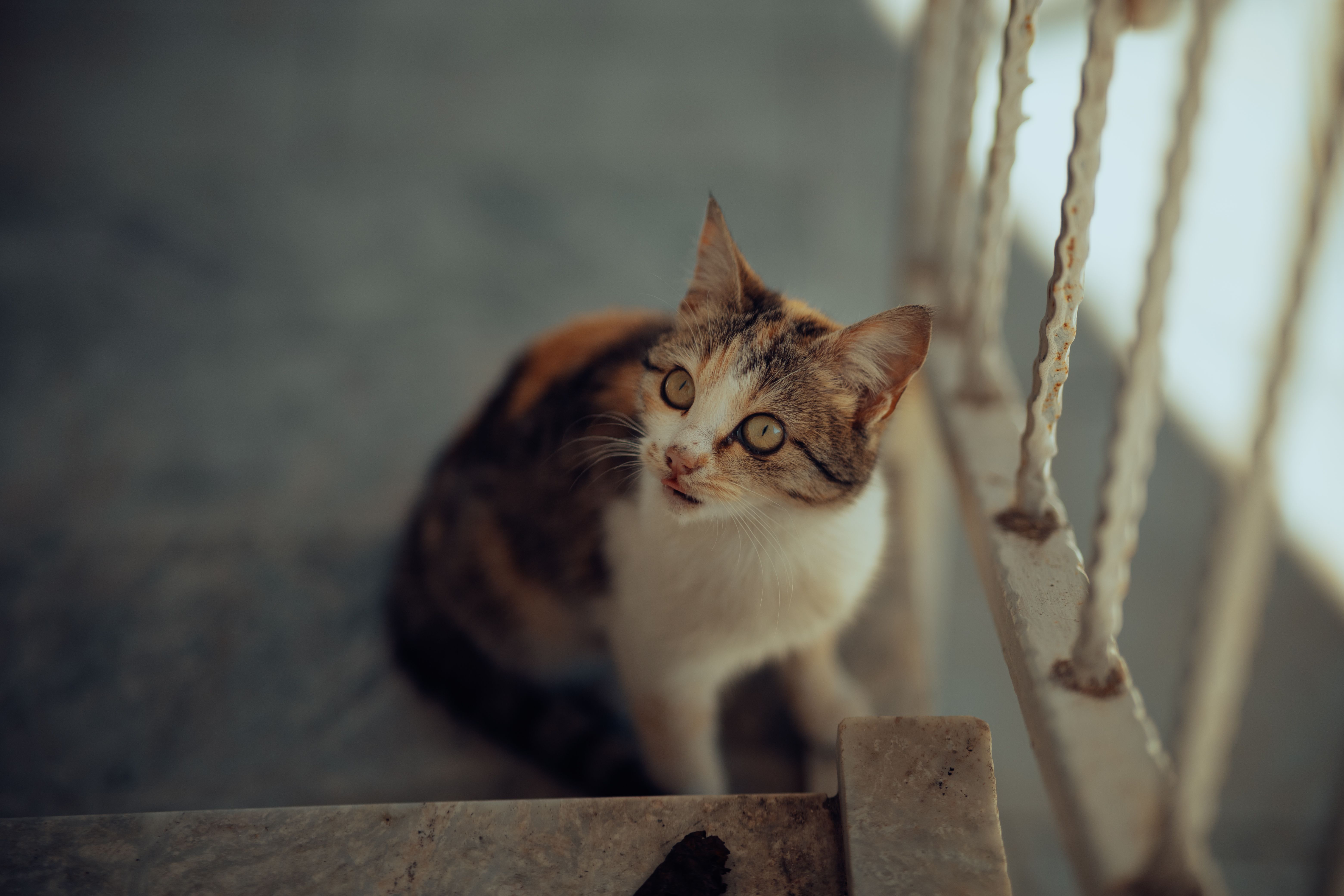 Charming Tabby Cat Relaxing by Vintage Window · Free Stock Photo