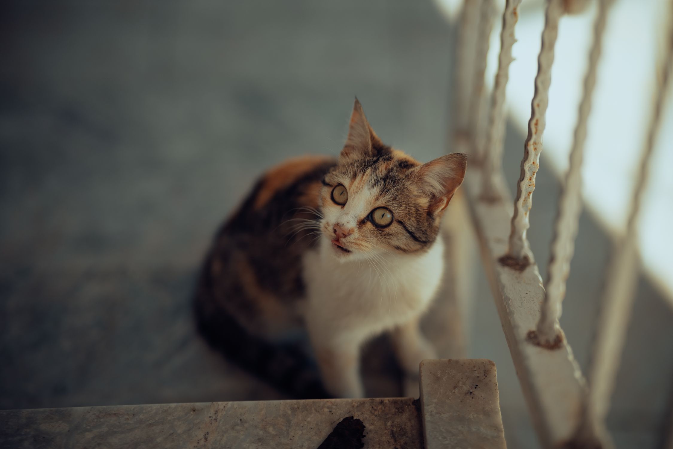 Cat Sitting by Railing of Stairs · Free Stock Photo