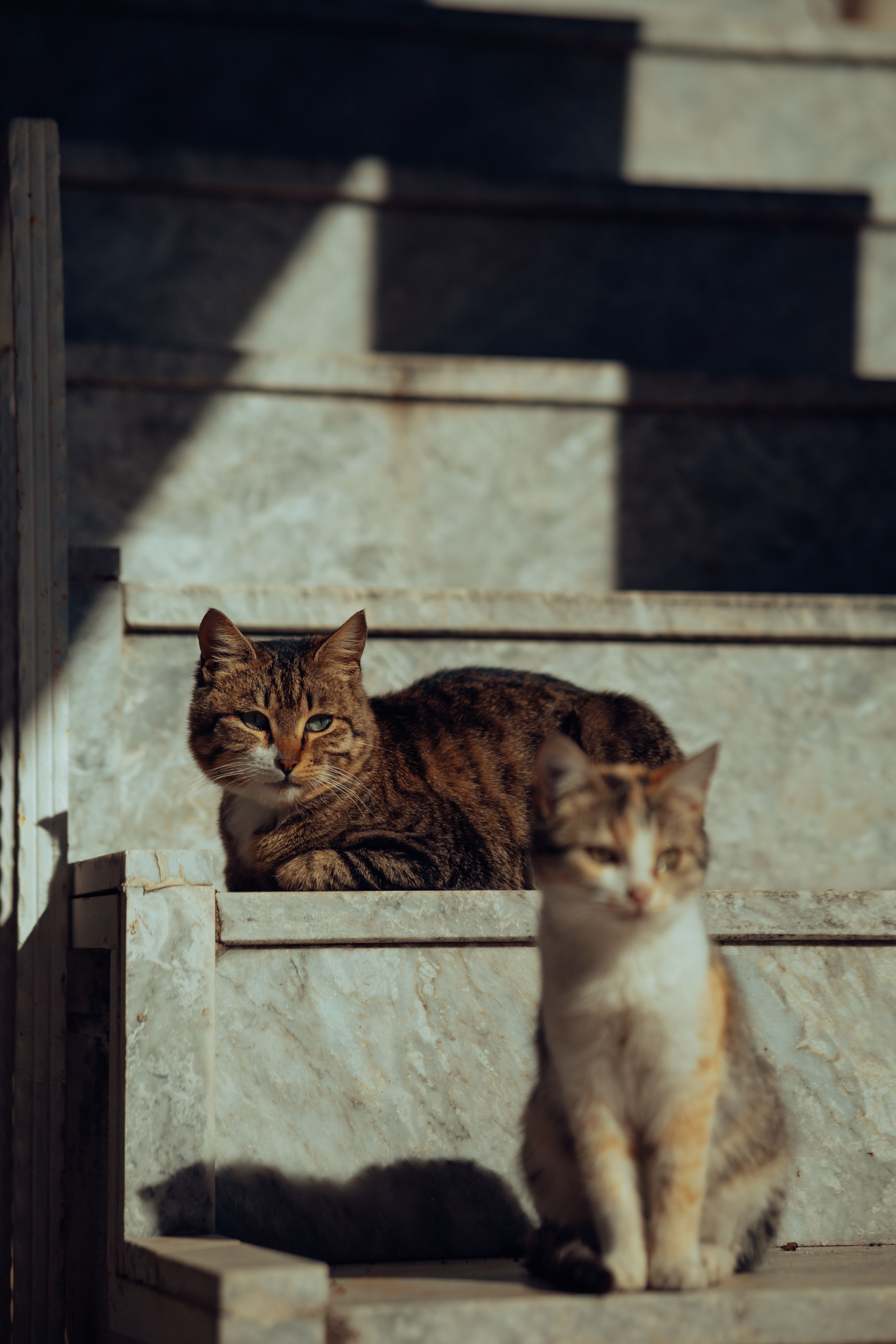 Two cats sitting on the steps of a building · Free Stock Photo
