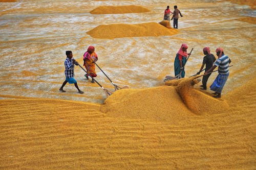 People Working with Drying Rice 