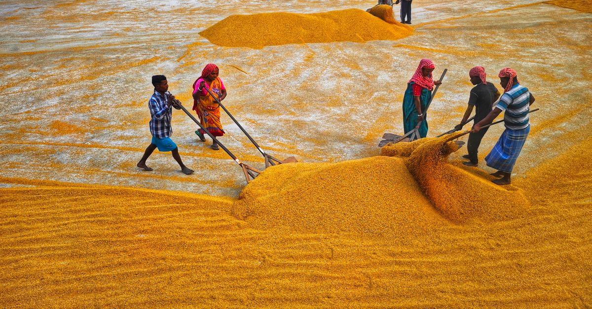 People Doing Rice People Working with Drying Rice · Free Stock Photo