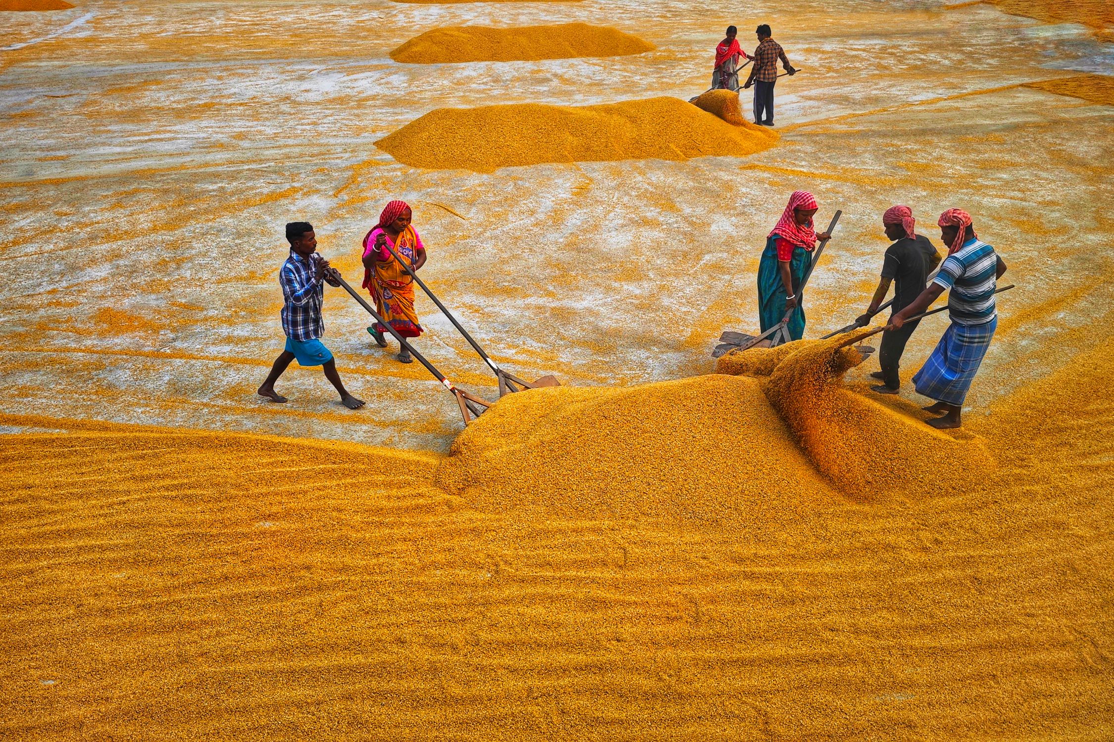 Traditional Rice Drying People Working with Drying Rice · Free Stock Photo